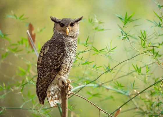 Night Birding Expedition